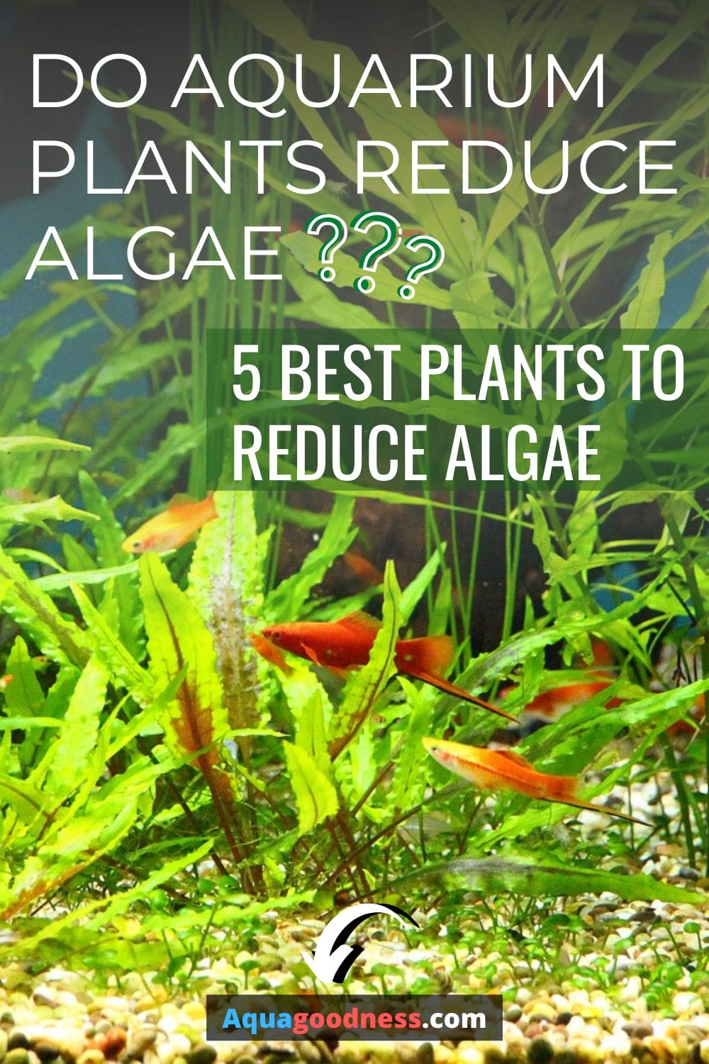 Do Aquarium Plants Reduce Algae? (5 Best plants to reduce algae)