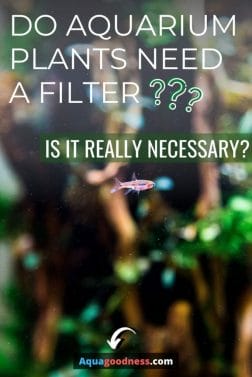 Do Aquarium Plants Need a Filter? (Is it really necessary?) image