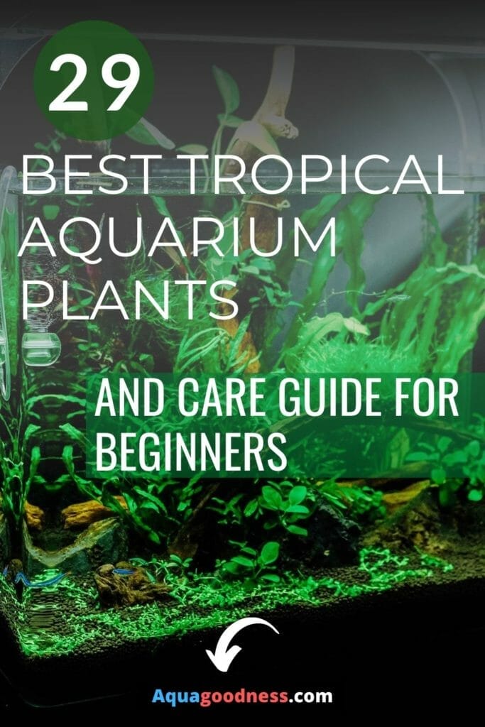 29 Best Tropical Aquarium Plants (And care guide for beginners)