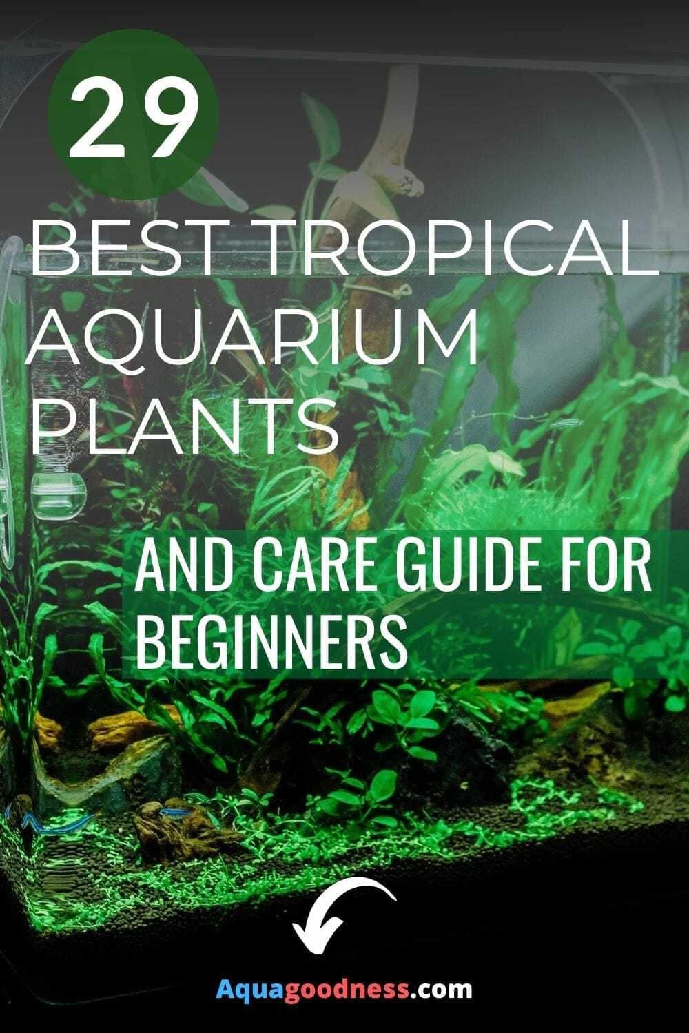 29 Best Tropical Aquarium Plants (And care guide for beginners)