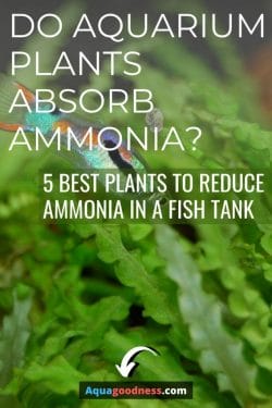 Do Aquarium Plants Absorb Ammonia? 