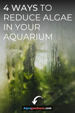 Ways to reduce algae in your aquarium image