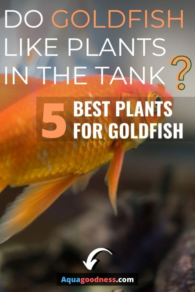 Do Goldfish Like Plants in the Tank? (5 Best Plants for Goldfish)