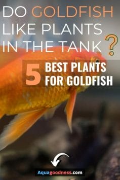 Do Goldfish Like Plants in the Tank? (5 Best Plants for Goldfish) image