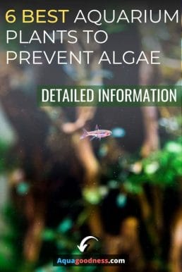 6 Best Aquarium Plants to Prevent Algae (Detailed information) image
