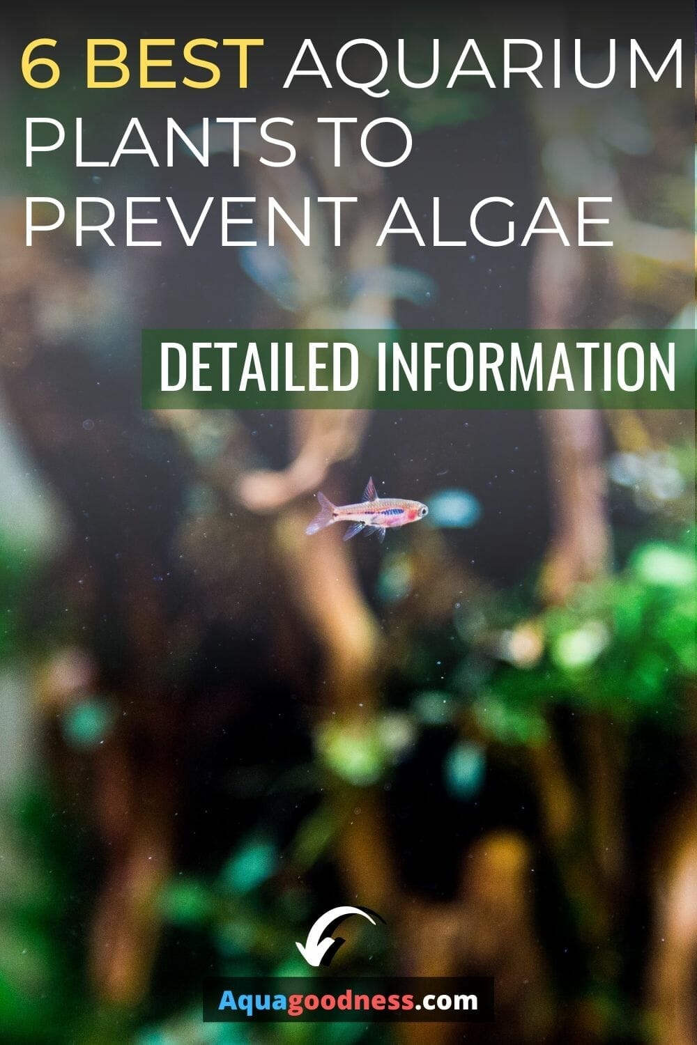 6 Best Aquarium Plants to Prevent Algae (Detailed information)