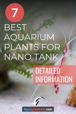 7 Best Aquarium Plants for Nano Tank image
