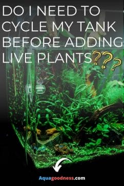 Do I Need to Cycle My Tank Before Adding Live Plants? image
