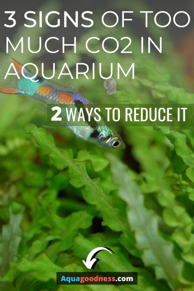 3 Signs of Too Much CO2 in aquarium (And 2 ways to reduce it)