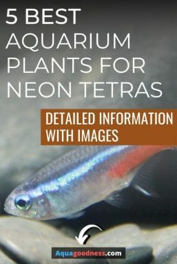 Best Aquarium Plants for Neon Tetras image