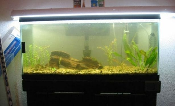 fish tank with algae