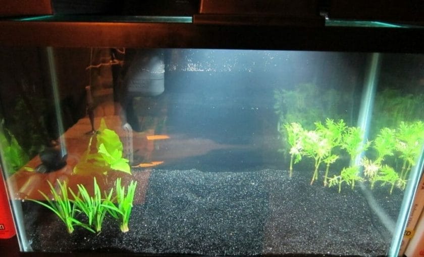 fish tank with aquarium light on