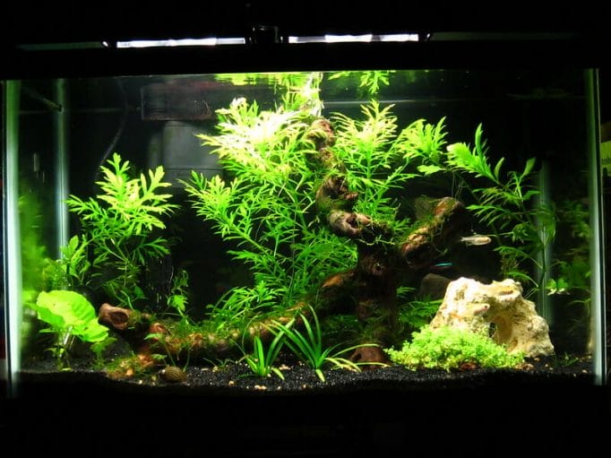 planted fish tank with aquarium light on
