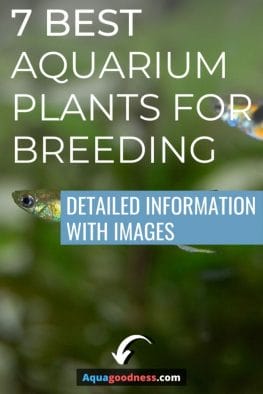 Best Aquarium Plants for Breeding image