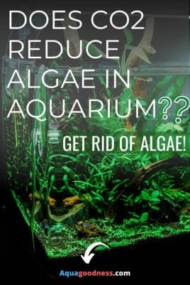 Does CO2 Reduce Algae in Aquarium? (Get rid of algae!) image