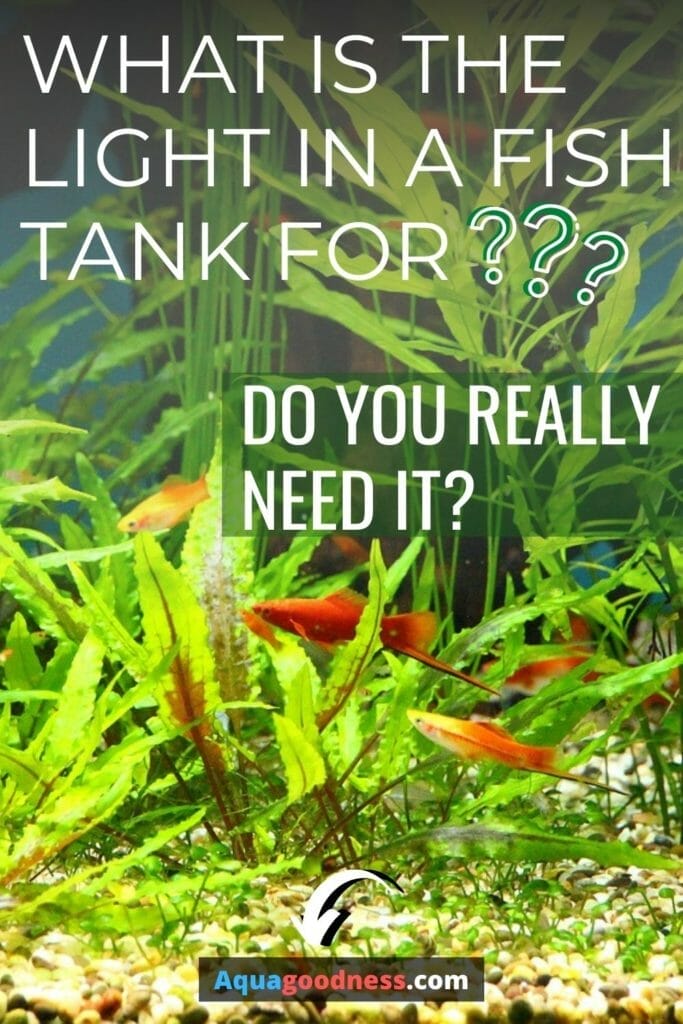 What is the light in a fish tank for? (Do you really need it?)