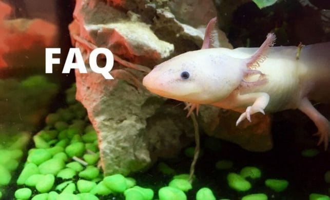 axolotl faq
