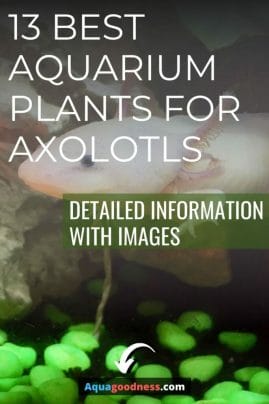 13 Best Aquarium Plants for Axolotls (Detailed information with images) image