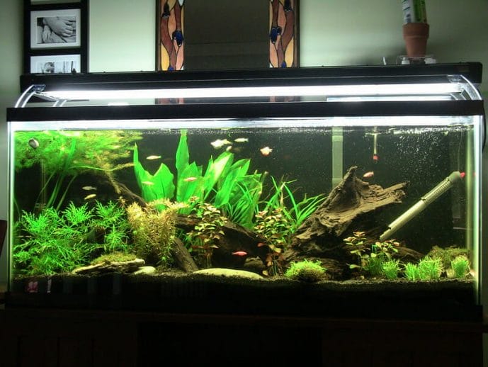fish tank with aquarium light on