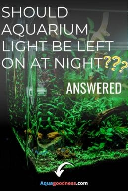 Should Aquarium Light be Left on at Night? (Answered) image