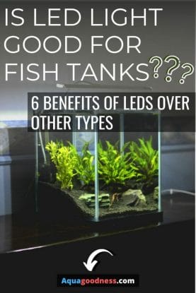 Is LED light good for fish tanks? (6 Benefits of LEDs over other types) image