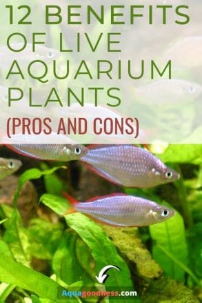 12 Benefits of Live Plants in an Aquarium (Pros and Cons) pin