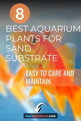 8 Best Aquarium Plants for Sand Substrate (Easy to Care and Maintain) pin