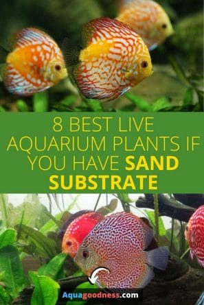 8 Best Aquarium Plants for Sand Substrate (Easy to Care and Maintain) pin