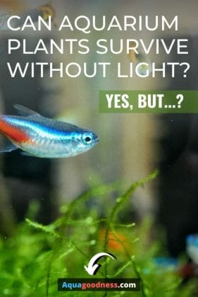 Can Aquarium Plants Survive without Light? (Yes, but…) image