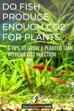 Do fish produce enough co2 for plants? (Yes, but...) image