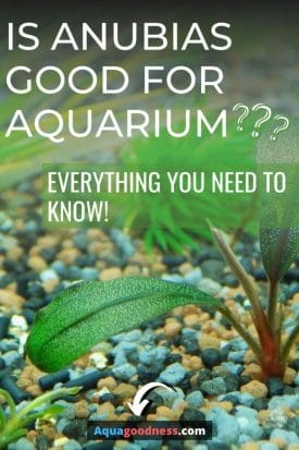 Is Anubias Good for Aquarium? (Everything you need to know!) image