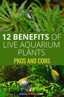 12 Benefits of Live Plants in an Aquarium (Pros and Cons) pin
