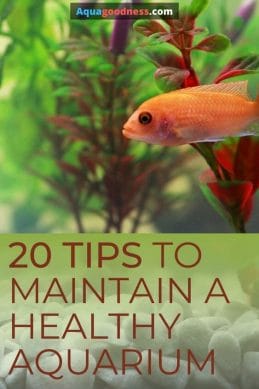 20 Tips to Maintain a Healthy Aquarium pin