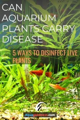 Can Aquarium Plants Carry Disease? (5 Ways to disinfect live plants) image