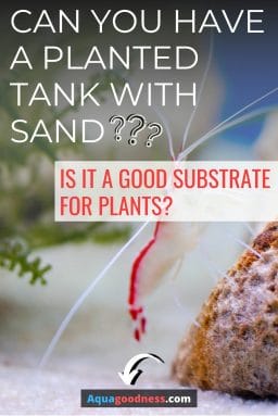 Can You Have a Planted Tank with Sand? (Is it a good substrate for plants?) image
