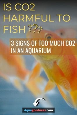 Is CO2 Harmful to Fish? (3 Signs of too much co2 in an aquarium) image