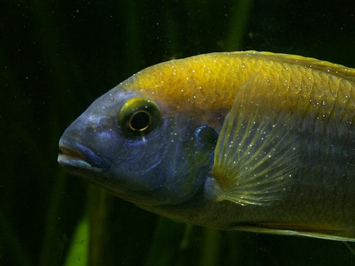 fish suffering from ich disease