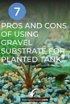 Pros and Cons of gravel substrate for planted tank image