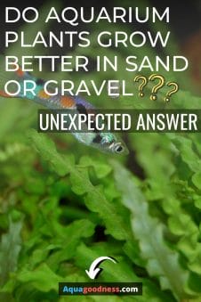 Do Aquarium Plants Grow Better in Sand or Gravel image