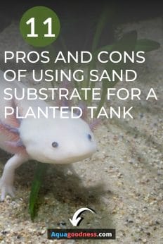 Pros and Cons of sand substrate for a planted tank image