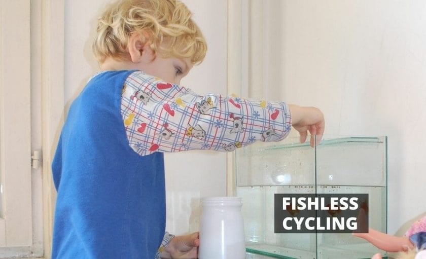 a boy adding fish food in fish tank to cycle the tank
