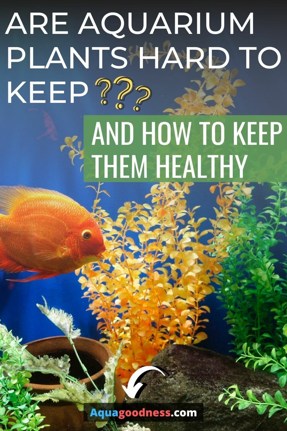 Are Aquarium Plants Hard To Keep? (And how to keep them healthy)