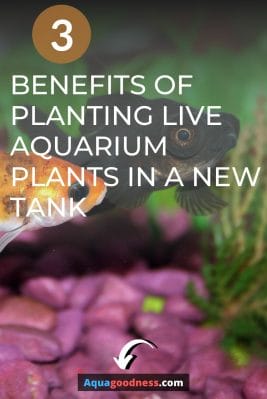 Benefits of planting live aquarium plants in a new tank