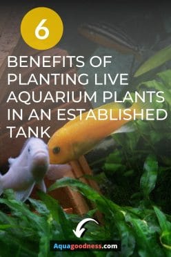 Benefits of planting live aquarium plants in an established tank image