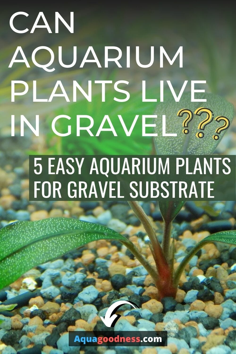 live aquarium plants in gravel