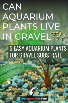 Can Aquarium Plants Live in Gravel? (Easy aquarium plants for gravel substrate) image