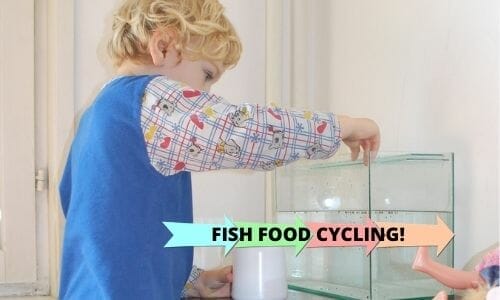 cycling tank with fish food