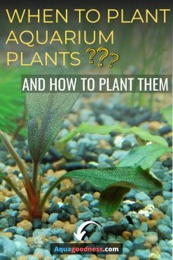 When to Plant Aquarium Plants? (and How to Plant Them) image
