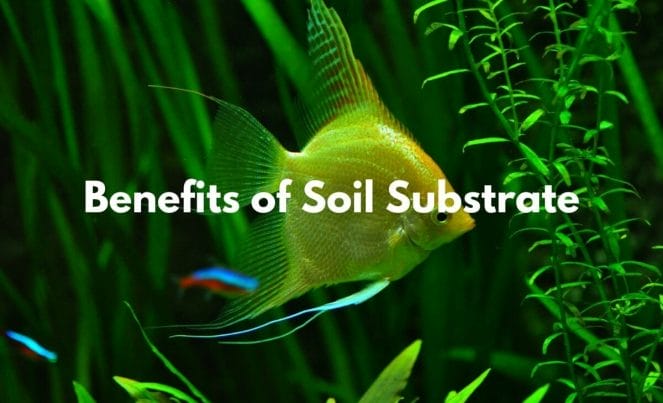 benefits of soil substrate image