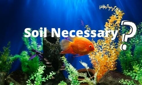 How to Plant in Sand Aquariums 